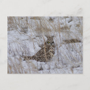 B11 Velerooruil in de Sneeuw Briefkaart