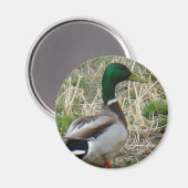 B12 Mallard Duck Magneet (Voorkant / Achterkant)