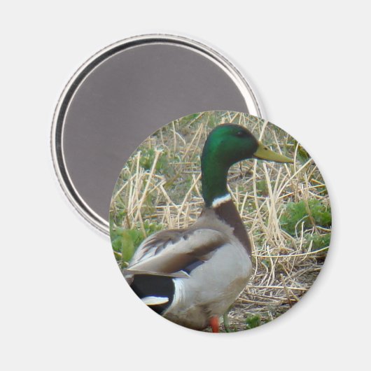 B12 Mallard Duck Magneet (Voorkant / Achterkant)