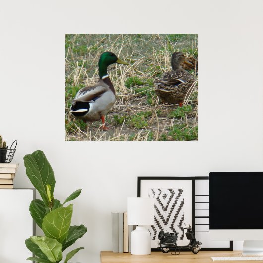 B12 Mallard Ducks Pair Poster (Thuiskantoor)