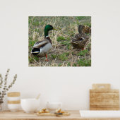 B12 Mallard Ducks Pair Poster (Keuken)