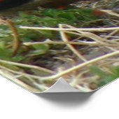 B12 Wilde Eenden Paar Poster (Hoek)