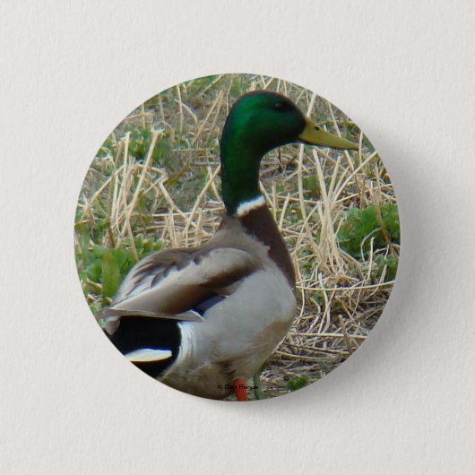 B12 woerdrake ronde button 5,7 cm (Voorkant)