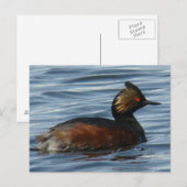 B13 Geoorde Fuut Briefkaart (Voorkant / Achterkant)