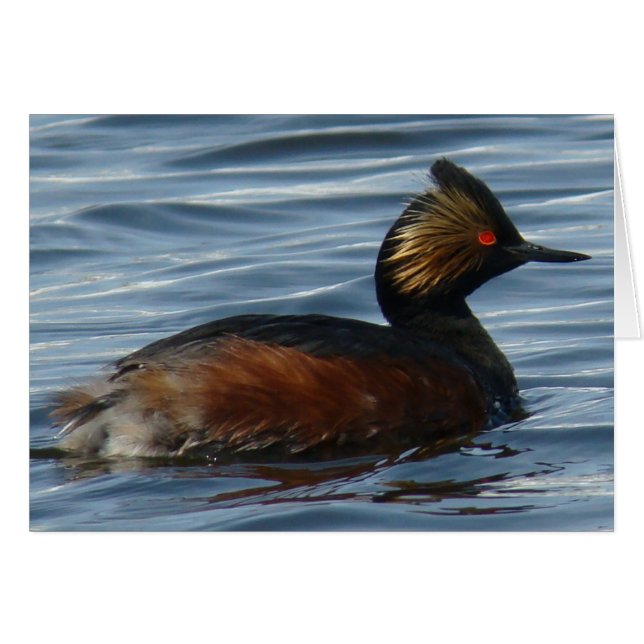 B13 Geproeide Grebe (Voorkant Horizontaal)