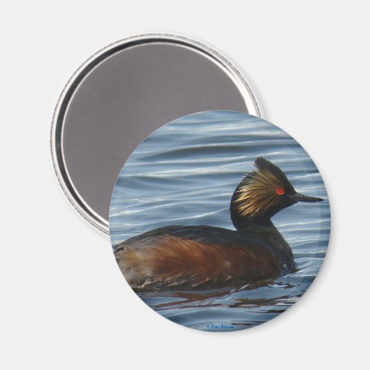 B13 Geproeide Grebe Magneet (Voorkant / Achterkant)