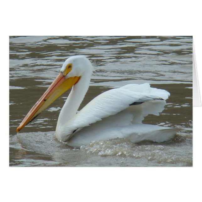 B14 Witte Pelikaan op Modderige Rivier (Voorkant Horizontaal)