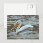 B14 Witte Pelikaan op Modderige Rivier Briefkaart (Voorkant / Achterkant)