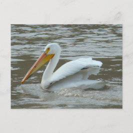 B14 Witte Pelikaan op Modderige Rivier Briefkaart