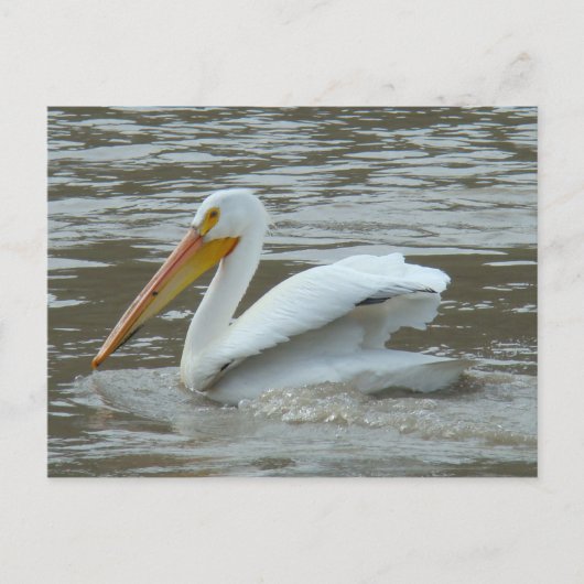 B14 Witte Pelikaan op Modderige Rivier Briefkaart (Voorkant)