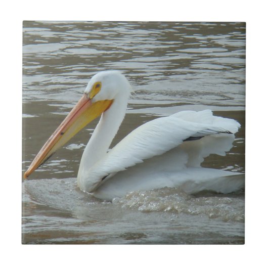 B14 Witte Pelikaan op Modderige Rivier Tegeltje (Voorkant)