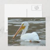 B15 White Pelican on Muddy Water Briefkaart (Voorkant / Achterkant)