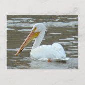 B15 White Pelican on Muddy Water Briefkaart (Voorkant)