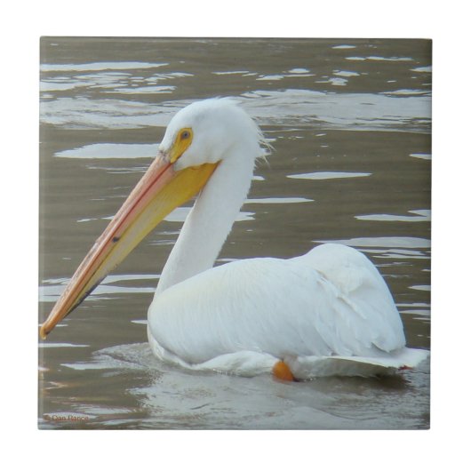 B15 White Pelican on Muddy Water Tegeltje (Voorkant)