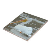 B15 White Pelican on Muddy Water Tegeltje (Zijkant)