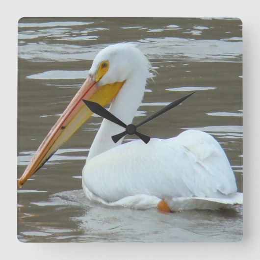 B15 White Pelican on Muddy Water Vierkante Klok (Voorkant)