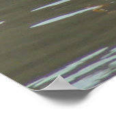 B15 Witte pelikaan op de Muddy Poster (Hoek)