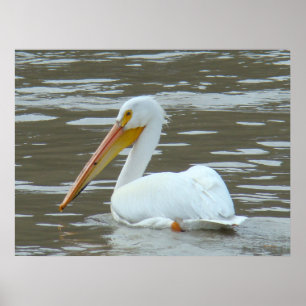 B15 Witte pelikaan op de Muddy Poster