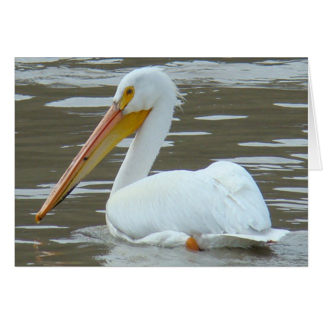 B15 Witte Pelikaan op Modderig Water (Voorkant Horizontaal)