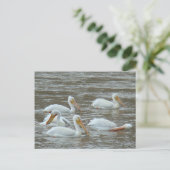 B16 Witte pelikanen op de rivier de Muddy Briefkaart (Staand voorkant)