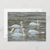 B16 Witte pelikanen op de rivier de Muddy Briefkaart (Voorkant / Achterkant)
