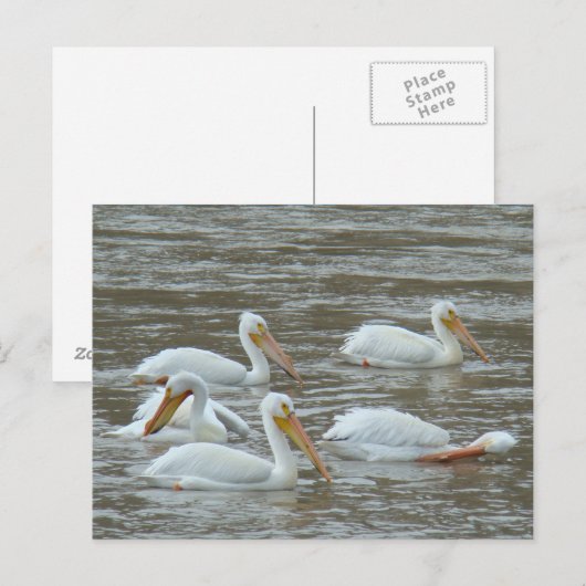 B16 Witte pelikanen op de rivier de Muddy Briefkaart (Voorkant / Achterkant)
