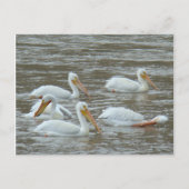 B16 Witte pelikanen op de rivier de Muddy Briefkaart (Voorkant)