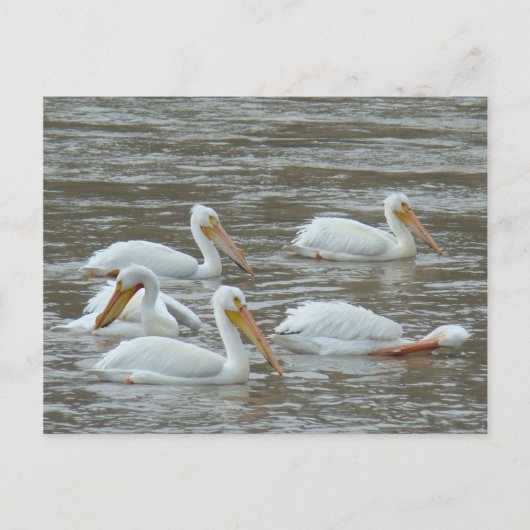 B16 Witte pelikanen op de rivier de Muddy Briefkaart (Voorkant)
