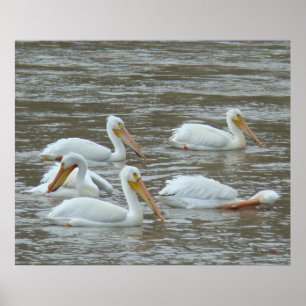 B16 Witte pelikanen op modderige rivier Poster