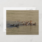 B17 Merganser Duck and Ducklings Briefkaart (Voorkant / Achterkant)