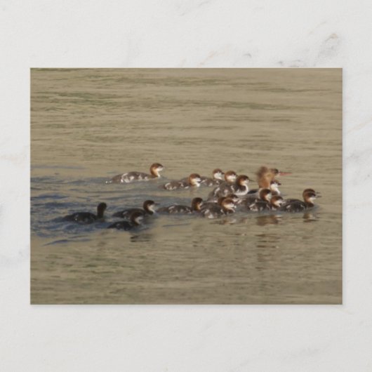 B17 Merganser eend en kuikens Briefkaart (Voorkant)