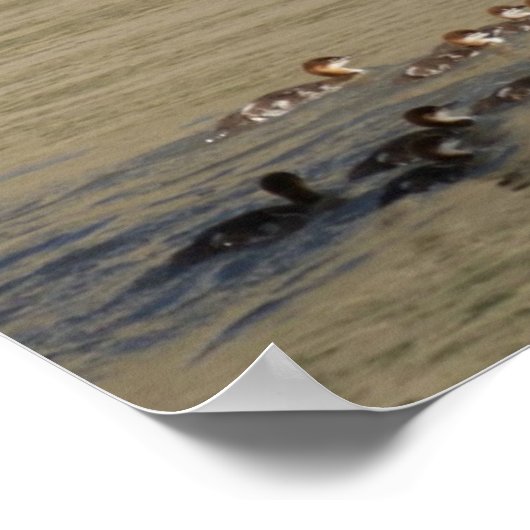 B17 Merganser Hen and Ducklings Poster (Hoek)