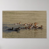 B17 Merganser Hen and Ducklings Poster (Voorkant)