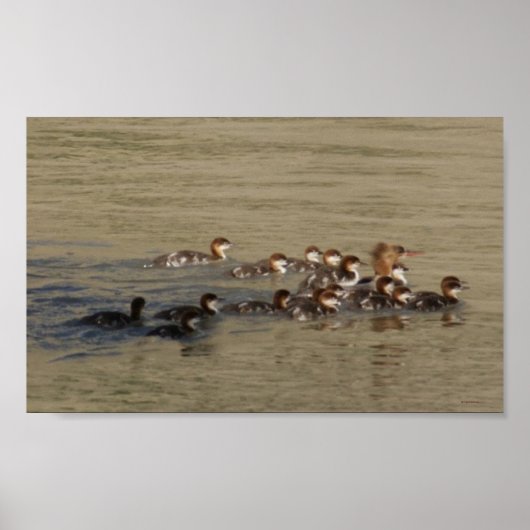 B17 Merganser Hen and Ducklings Poster (Voorkant)