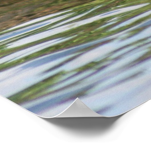 B18 Lesser Scaup Poster (Hoek)