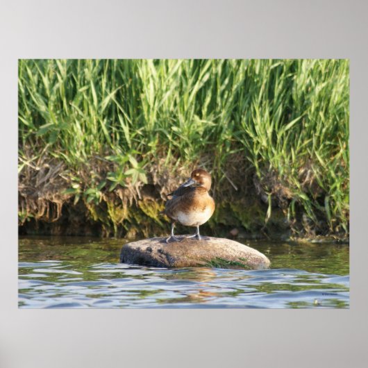 B18 Lesser Scaup Poster (Voorkant)
