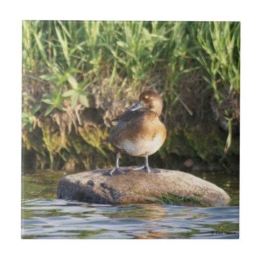 B18 Lesser Scaup Tegeltje (Voorkant)