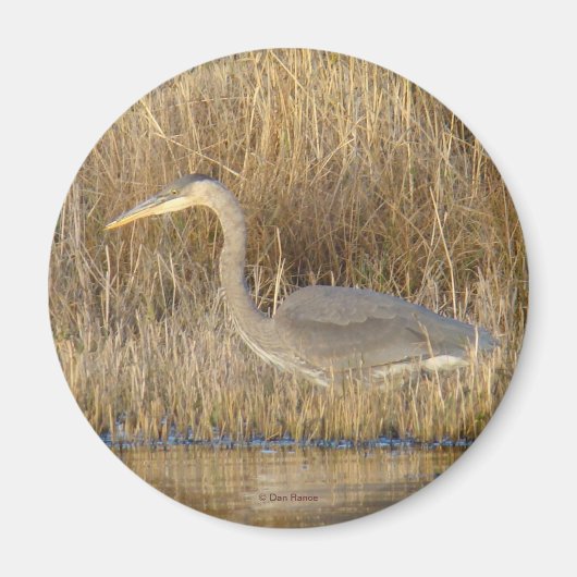 B19 Blue Heron Juvenile Magneet (Voorkant)