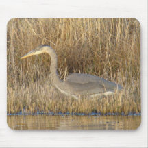 B19 Grote Blauwe Blauwe Heron