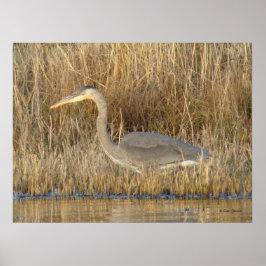 B19 Grote Blauwe Blauwe Heron Poster