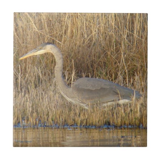 B19 Grote Blauwe Reiger Jong Tegeltje (Voorkant)