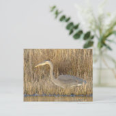 B19 Juvenile Blue Heron Briefkaart (Staand voorkant)