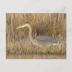 B19 Juvenile Blue Heron Briefkaart