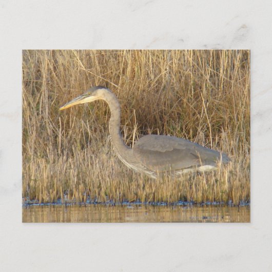 B19 Juvenile Blue Heron Briefkaart (Voorkant)