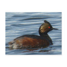 B1 Geproeide Grebe