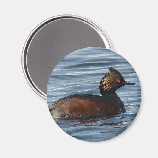 B1 Geproeide Grebe Magneet (Voorkant / Achterkant)