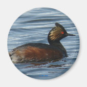 B1 Geproeide Grebe Magneet (Voorkant)