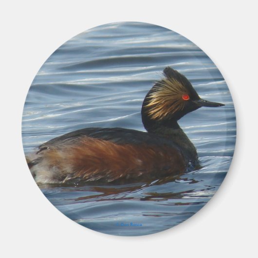 B1 Geproeide Grebe Magneet (Voorkant)