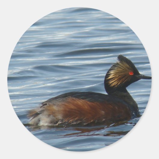 B1 Geproeide Grebe Ronde Sticker (Voorkant)