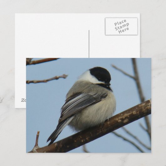 B21 Zwarte cichorei Briefkaart (Voorkant / Achterkant)